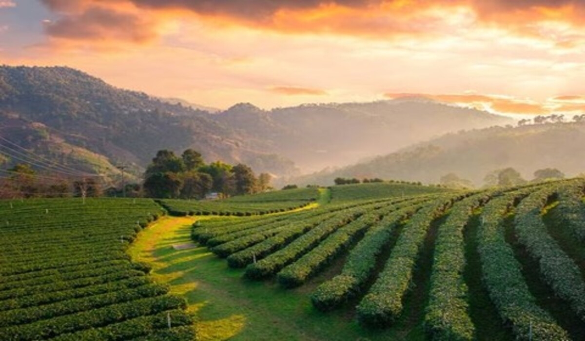 聯合國茶日：有機農業可以減少農業排放